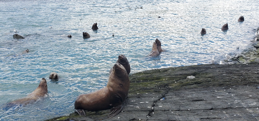 Sea Lions