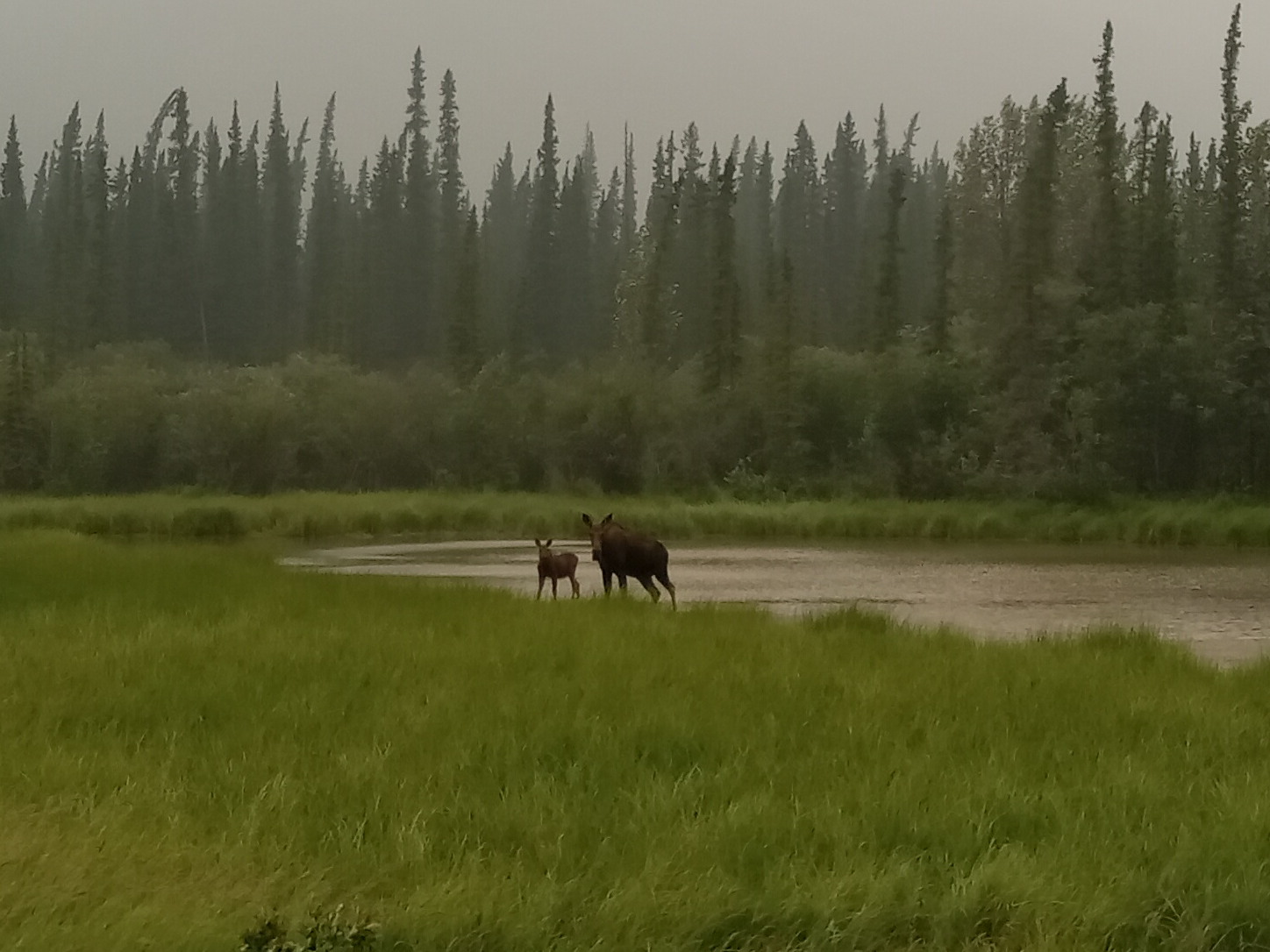 Moose and calf